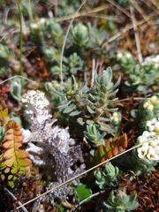 Pimelea mesoa macra