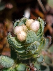 Pimelea mesoa macra