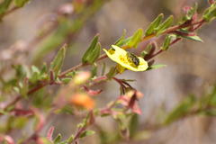 Acmaeodera labyrinthica