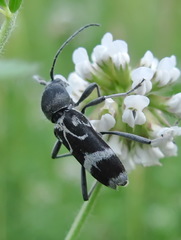 Chlorophorus figuratus