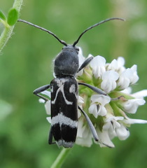Chlorophorus figuratus
