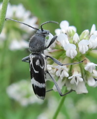 Chlorophorus figuratus