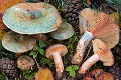 Lactarius semisanguifluus