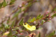Acmaeodera labyrinthica