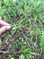 Carex zuluensis