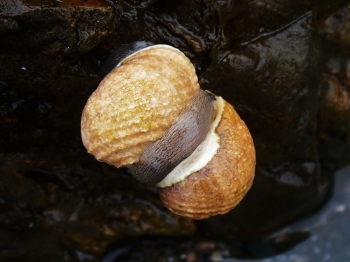 Pleated Nerite