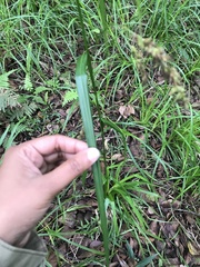 Carex zuluensis