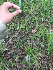Carex zuluensis