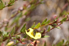 Acmaeodera labyrinthica