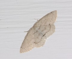 Cyclophora pendulinaria