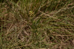 Eriosema burkei