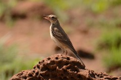 Anthus vaalensis