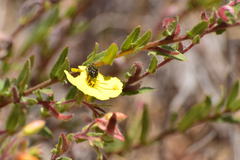 Acmaeodera labyrinthica