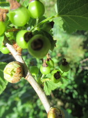 Cecidophyopsis ribis