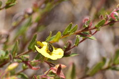 Acmaeodera labyrinthica