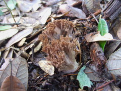 Ramaria violaceibrunnea