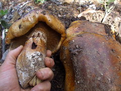 Cortinarius ponderosus