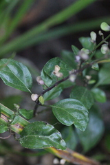 Scutellaria formosana