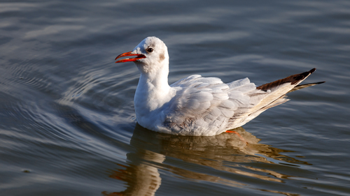 Mouette rieuse, jeune