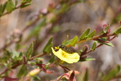 Acmaeodera labyrinthica