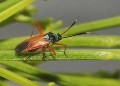 Garganus splendidus