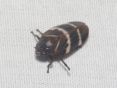 Aeneolamia albofasciata
