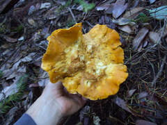 Cantharellus cascadensis