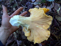 Cantharellus cascadensis