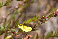 Acmaeodera labyrinthica