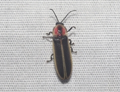 Photinus knulli