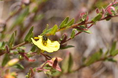 Acmaeodera labyrinthica