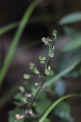 Scutellaria formosana