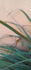 Lestes viridulus