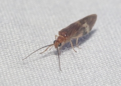 Climacia californica