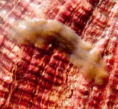 Leptoplanoidea