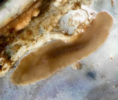 Leptoplanoidea