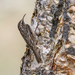 Bar-tailed Treecreeper - Photo (c) Imran Shah, some rights reserved (CC BY-SA)