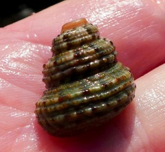 Calliostoma gemmulatum