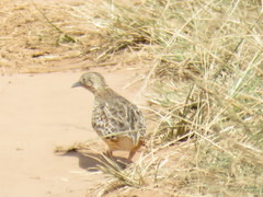 Turnix sylvaticus