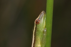 Hyperolius poweri