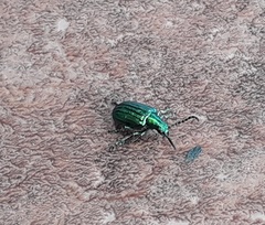 Metopoceris alternans