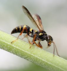 Psammaletes mexicanus