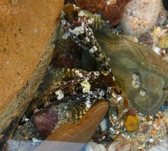 Clinocottus recalvus