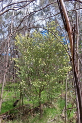 Melaleuca pallida
