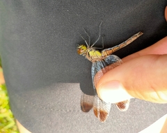 Sympetrum eroticum eroticum