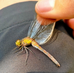 Sympetrum eroticum eroticum