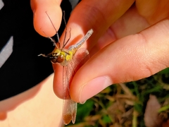 Sympetrum eroticum eroticum