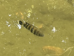 Heterotilapia buettikoferi