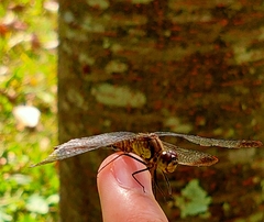 Sympetrum eroticum eroticum