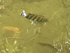 Heterotilapia buettikoferi